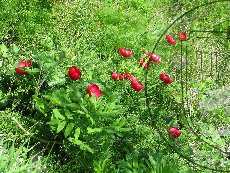 Пион тонколистный 003